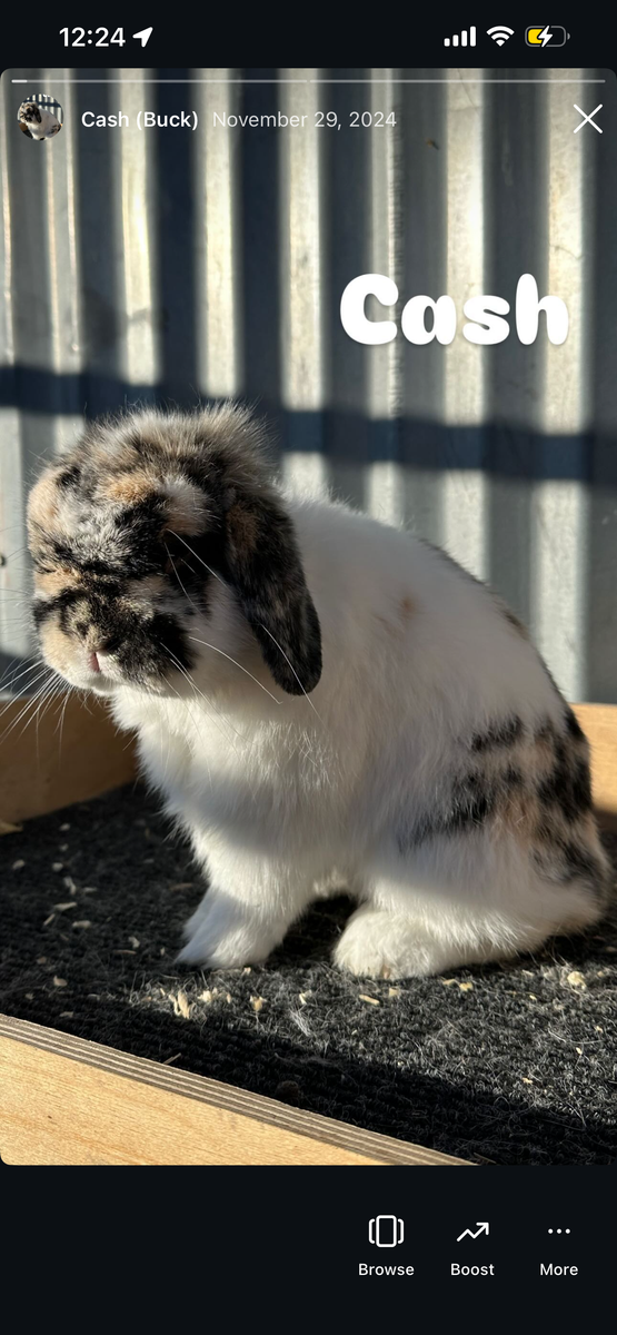 Tri Color Holland Lop Buck