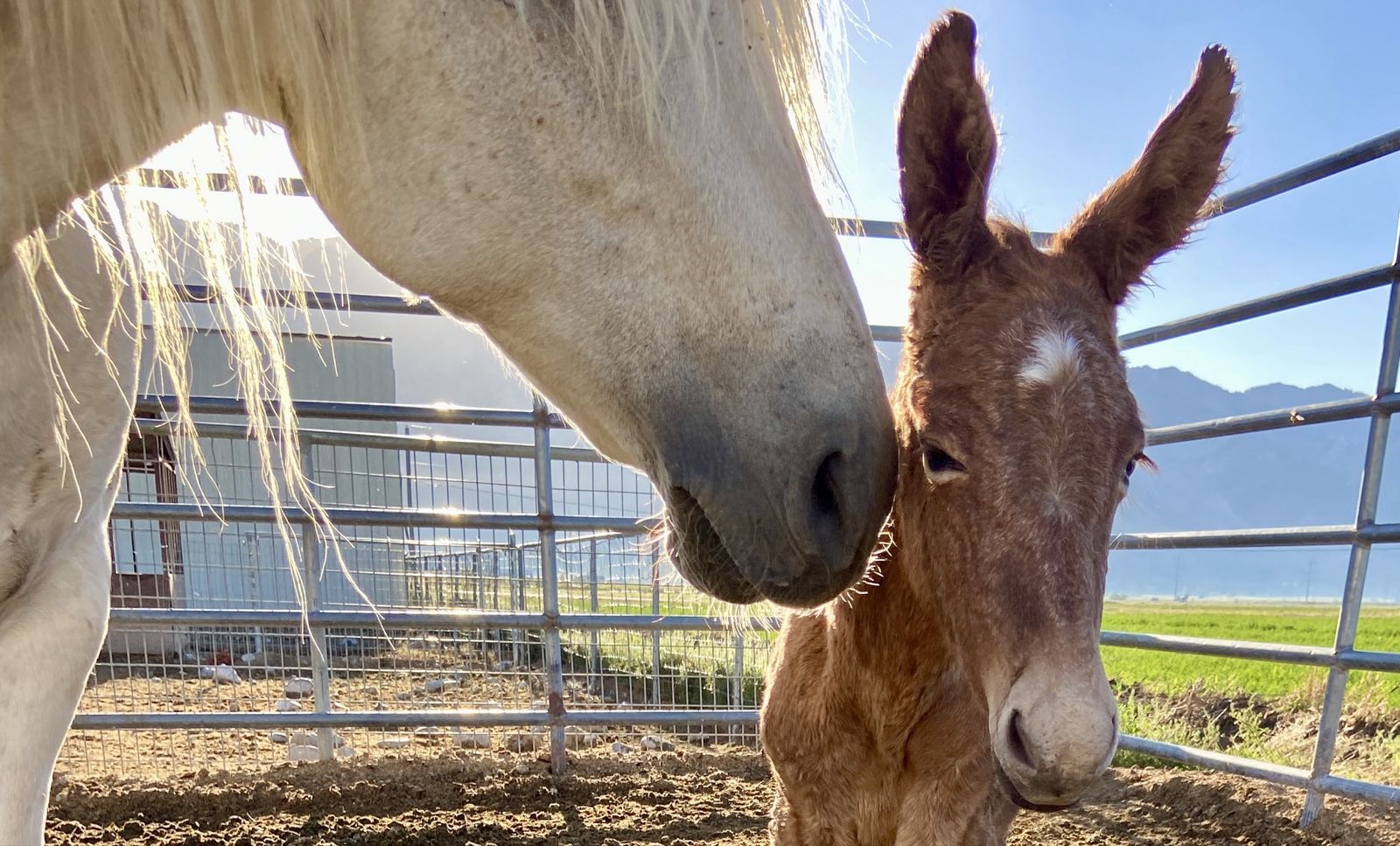 Marchador Mule For Sale