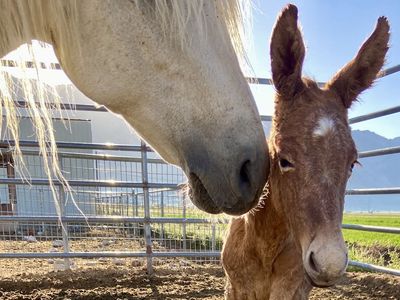 Marchador Mule For Sale