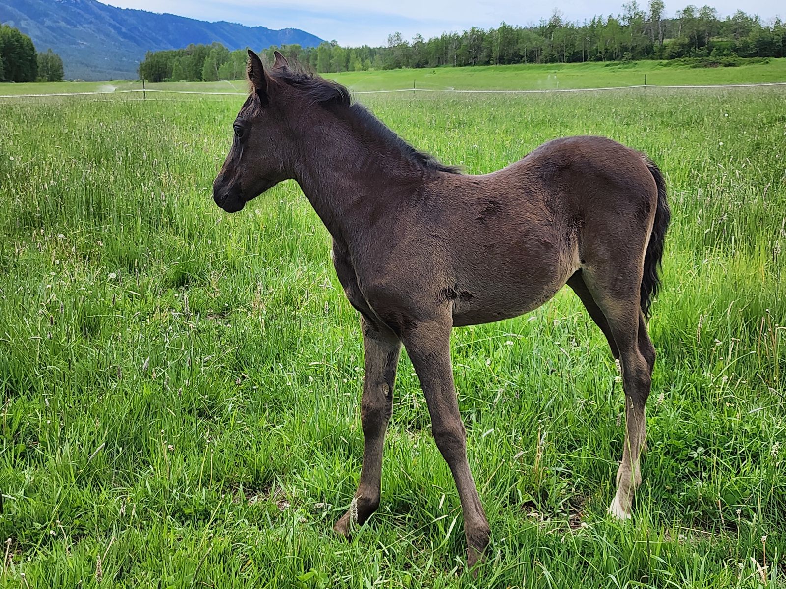2026 Fox trotter / arabian filly