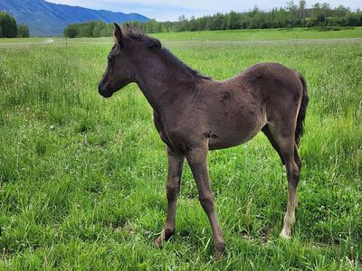 2026 Fox trotter / arabian filly