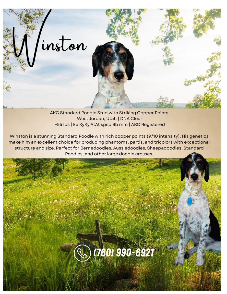 Winston - AKC Standard Poodle Stud, 55 lbs, Striking Copper Points