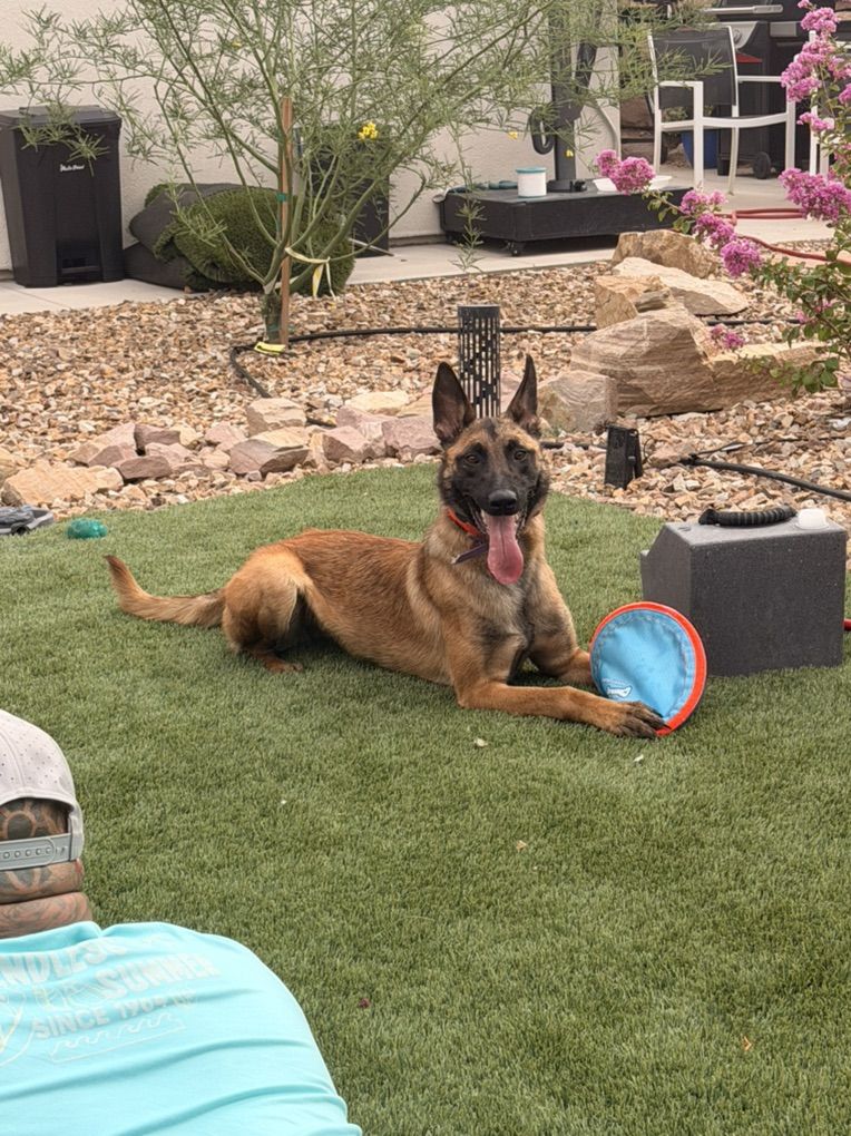 Belgian Malinois