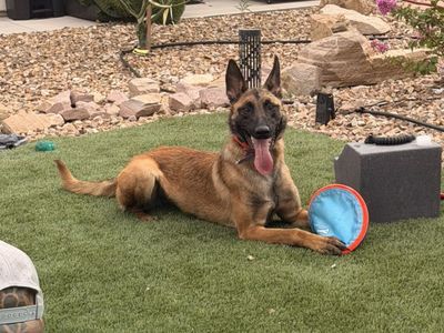 Belgian Malinois