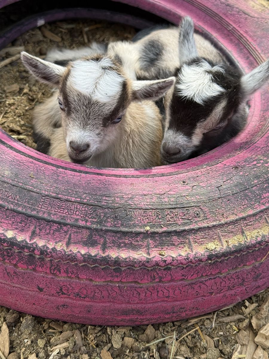 Goats