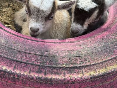 Goats