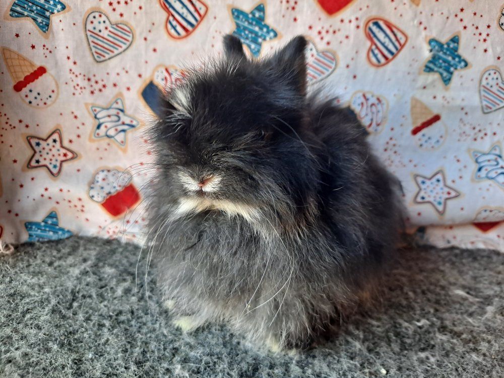 Jersey Wooly Baby