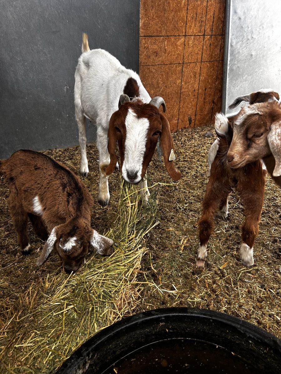 2 pure breed boar goats
