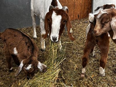 2 pure breed boar goats