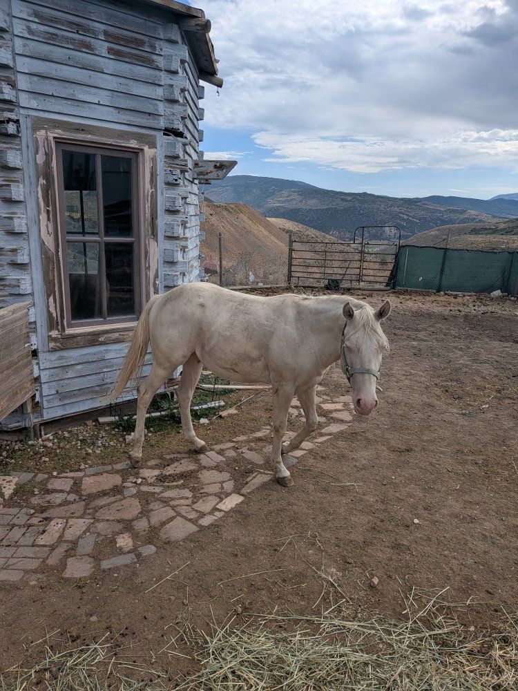 Male Cremello Horse, approximately 18 to 19 months old.