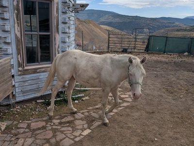 Male Cremello Horse, approximately 18 to 19 months old.
