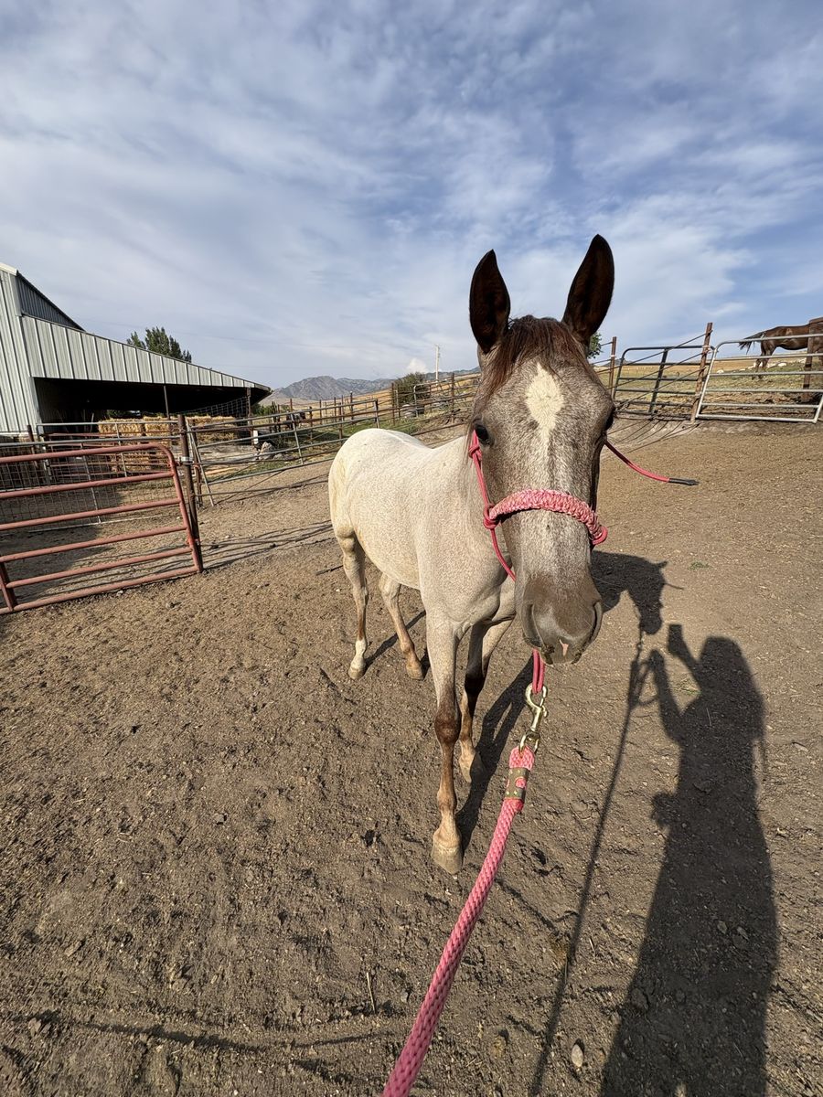 Looking for a Part Time Ranch Hand