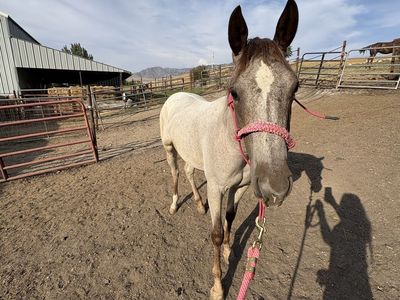 Looking for a Part Time Ranch Hand