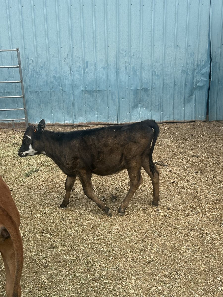 Angus heifer calf