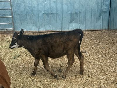 Angus heifer calf