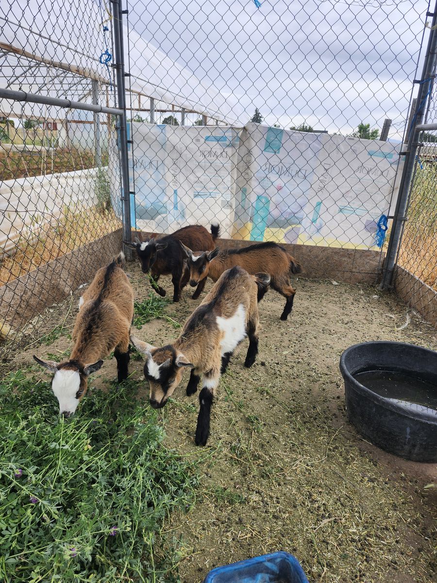 Nigerian dwarf