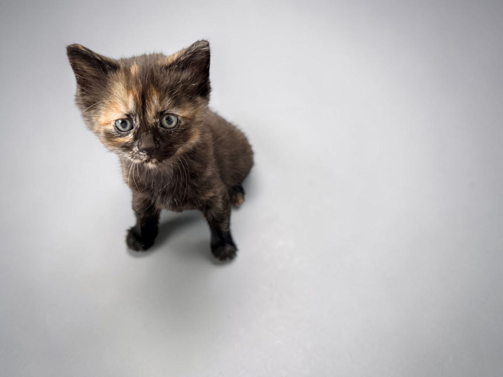 Kittens 