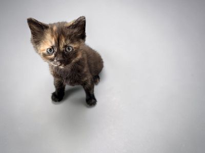 Kittens