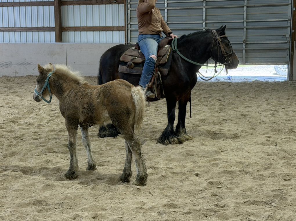 Registered 2011 Bay Gypsy Mare.