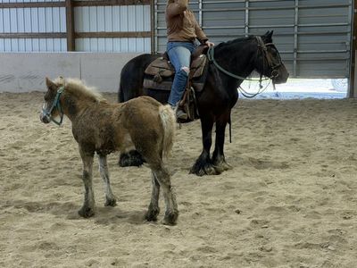 Registered 2011 Bay Gypsy Mare.