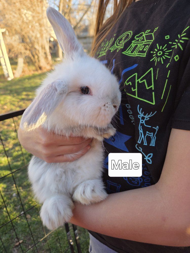 Teddywidder x Holland Lop