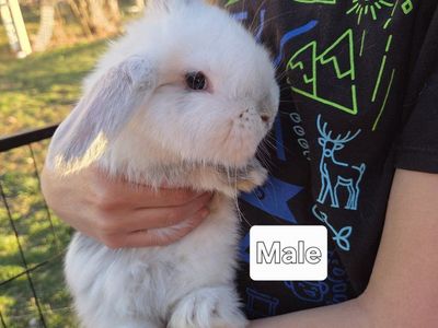 Teddywidder x Holland Lop