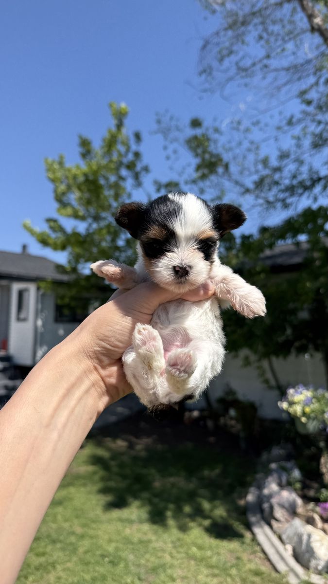 AKC Parti and Gold Yorkie Puppies for Sale