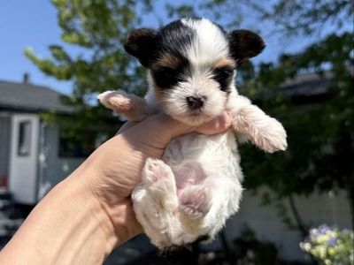 AKC Parti and Gold Yorkie Puppies for Sale