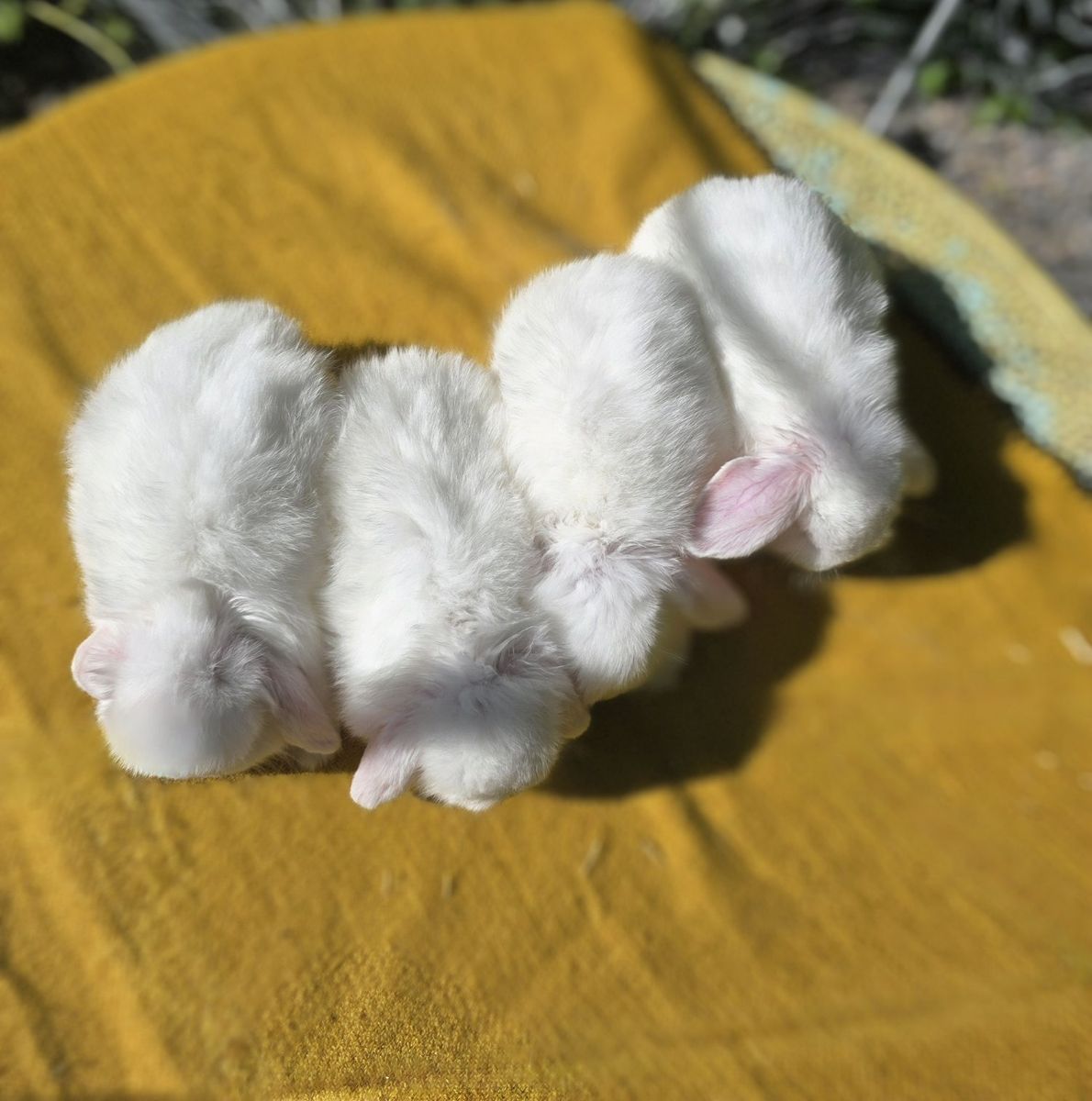 Pedigreed holland lop bunnies