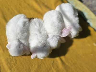Pedigreed holland lop bunnies
