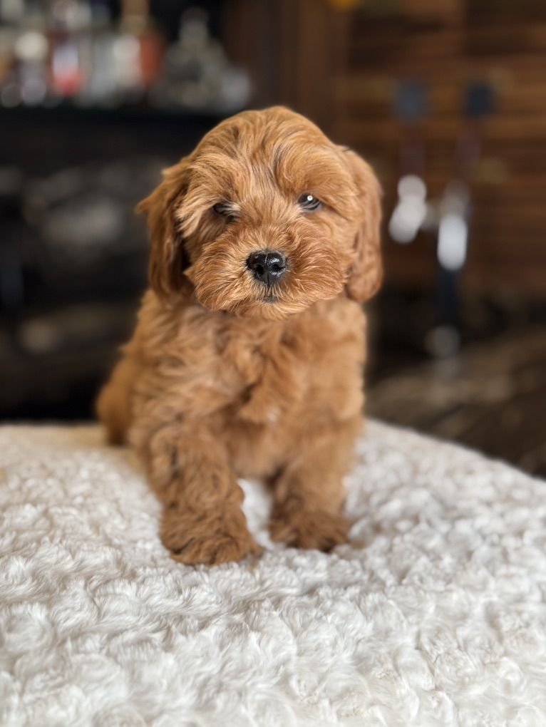 Perfect Wavy Trained Mini Goldendoodle Puppy
