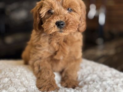 Perfect Wavy Trained Mini Goldendoodle Puppy