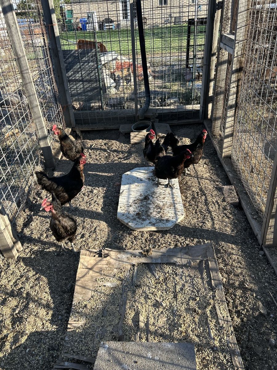 7 Free Hens