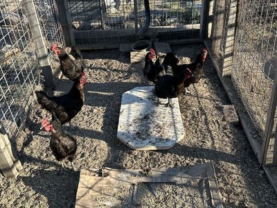 7 Free Hens