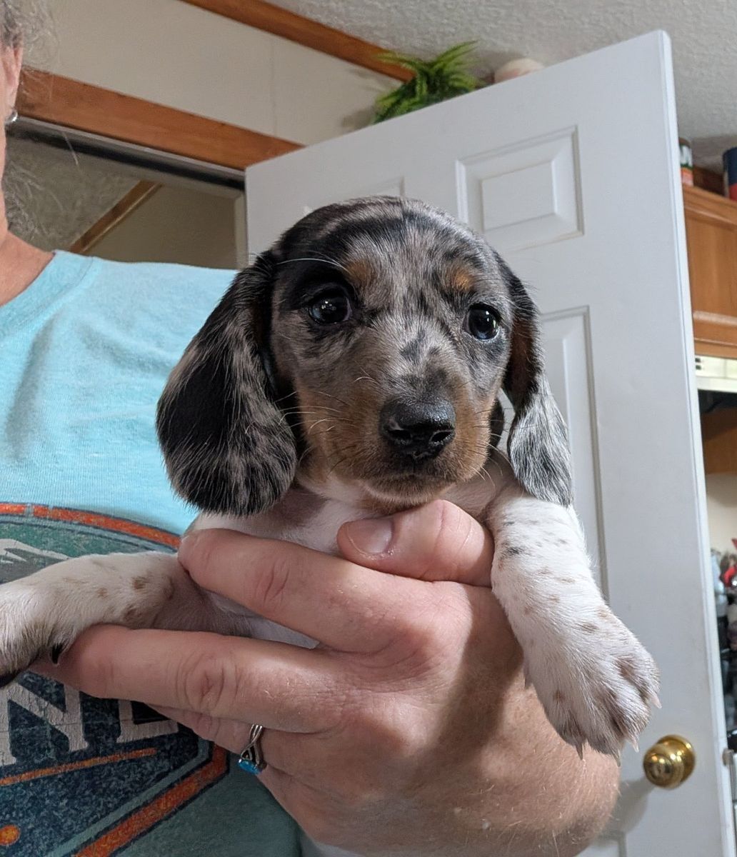 Mini Dachshund Puppy for sale