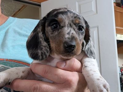 Mini Dachshund Puppy for sale
