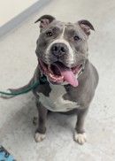 A157291 Blitz, Available for Adoption