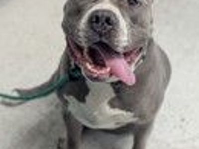 A157291 Blitz, Available for Adoption