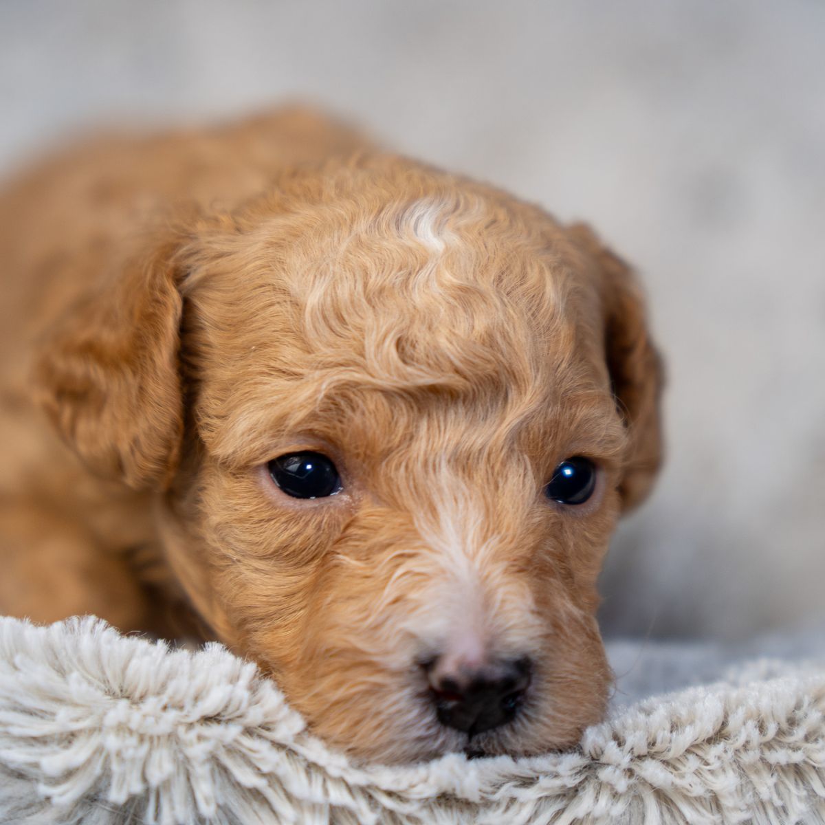 Cavapoo presale puppies