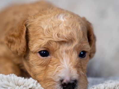 Cavapoo presale puppies