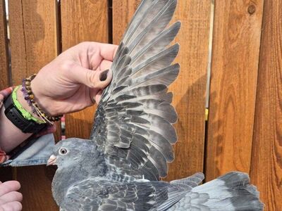 Fancy Pigeons For Sale