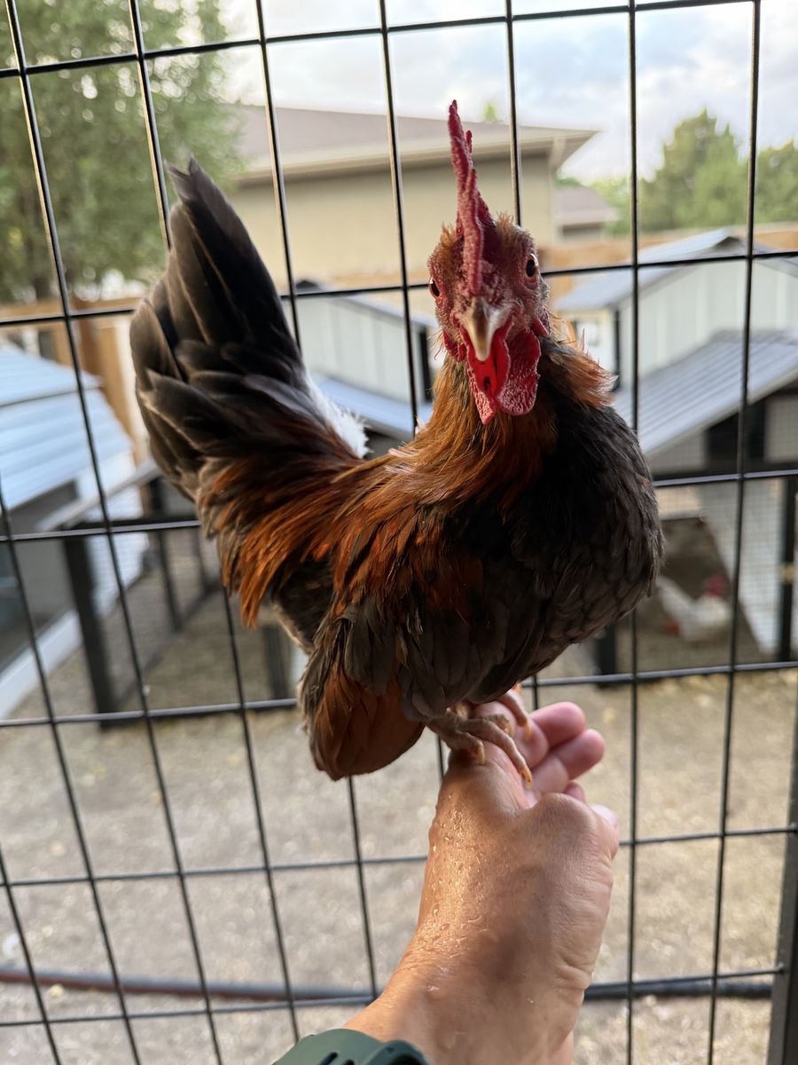 Kikiriki Chicken (Rooster)