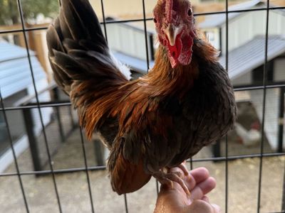 Kikiriki Chicken (Rooster)