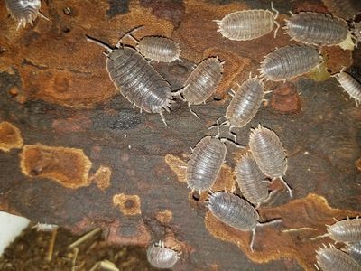 Giant Canyon Isopods (3/$1)