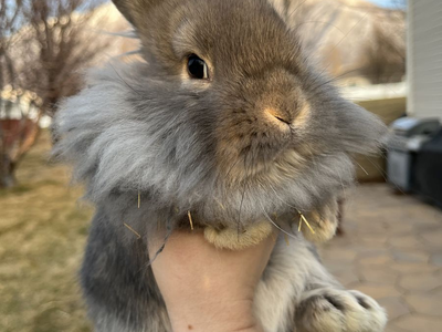 Lion head mix bunnies