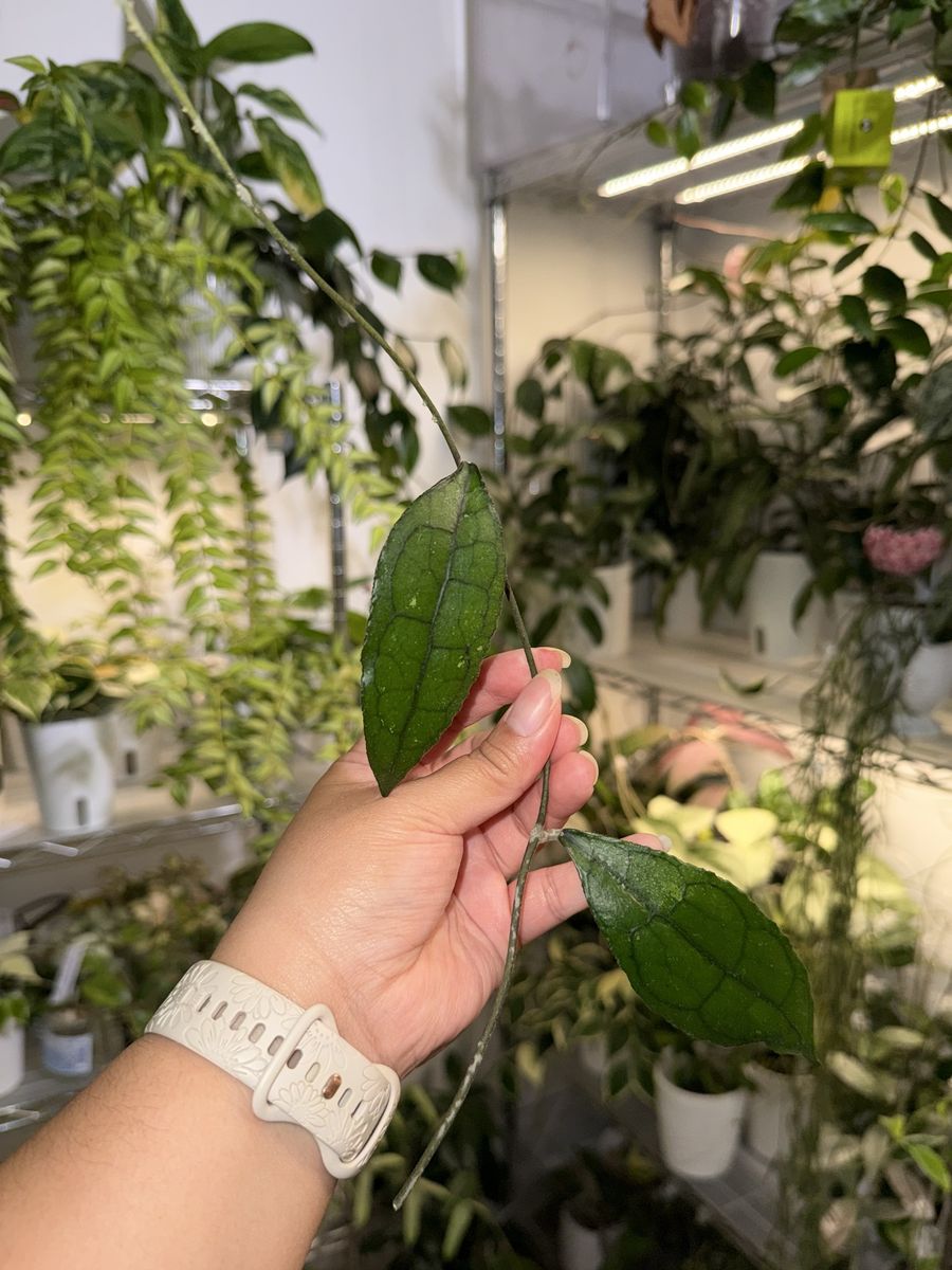 Hoya clemensiorum - Plant