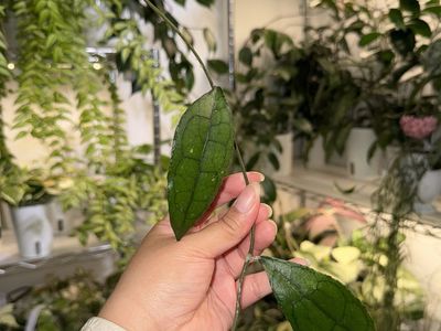 Hoya clemensiorum - Plant