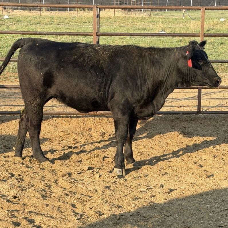 Black heifer 