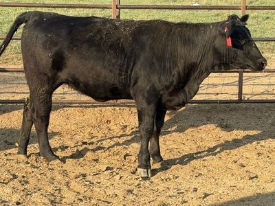 Black heifer