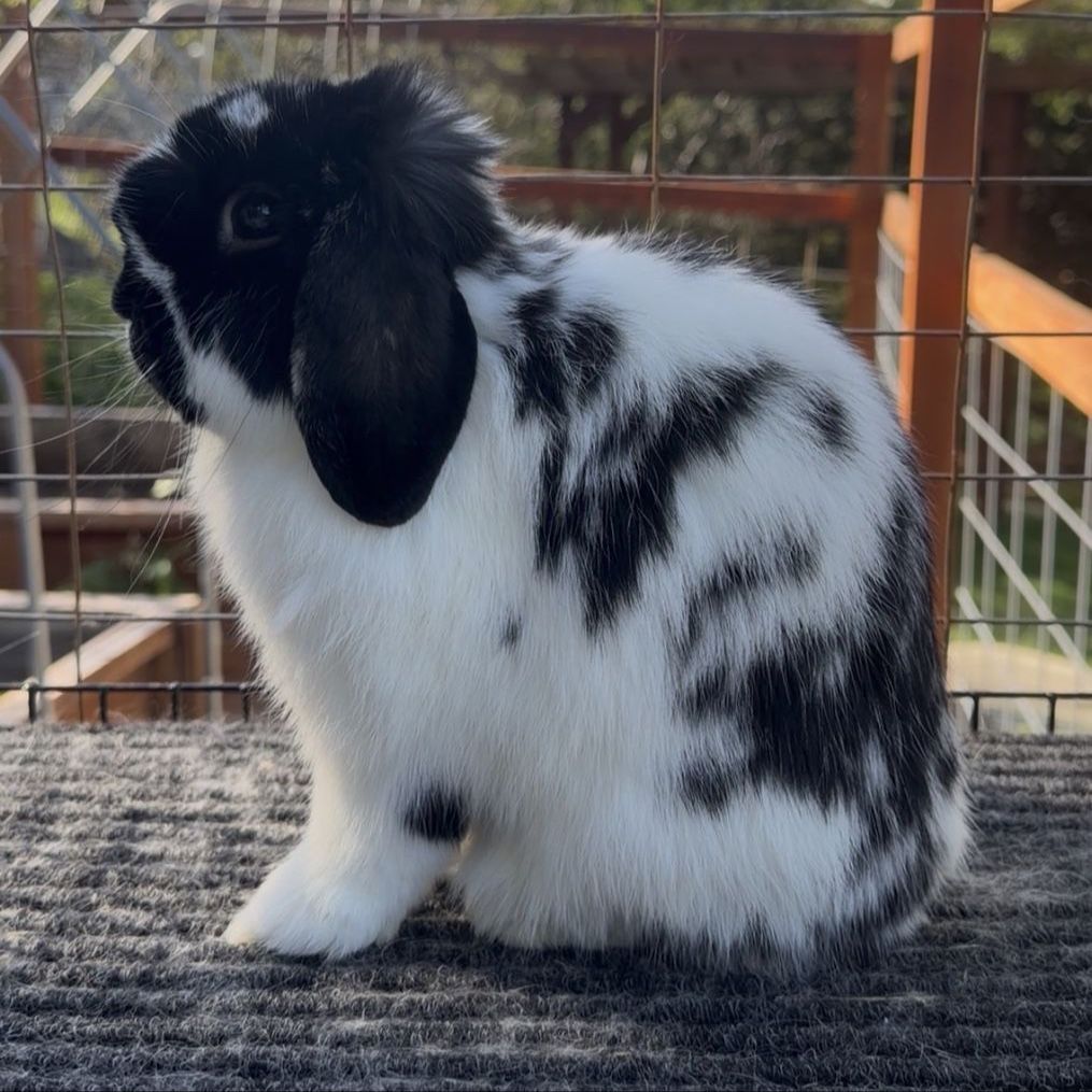 Holland Lop Buck